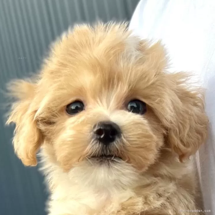 S 様のお迎えした子犬