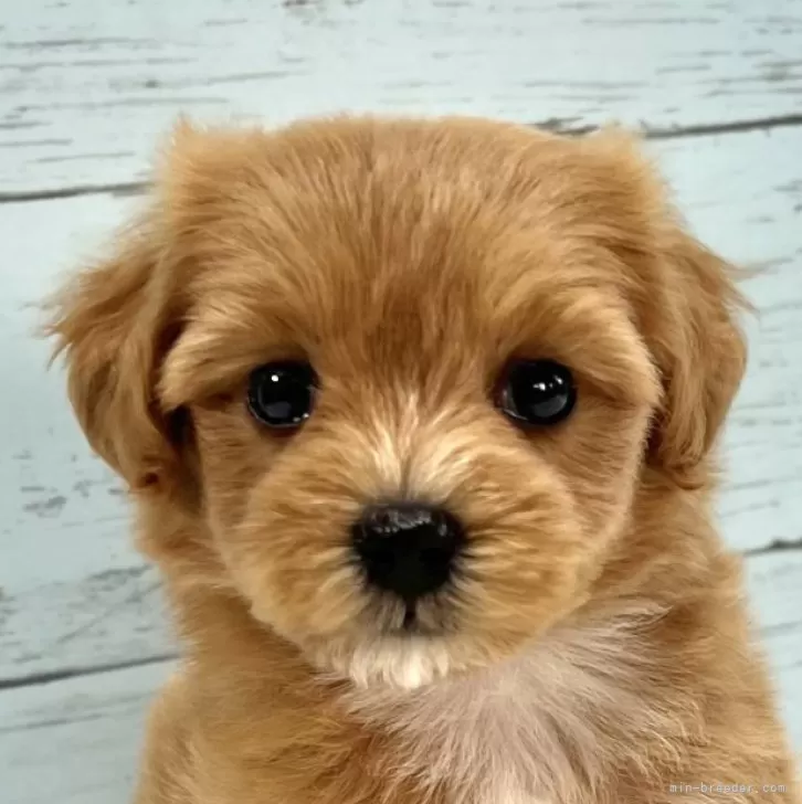 トシ 様のお迎えした子犬