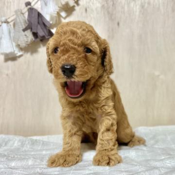 トイプードル(トイ)【千葉県・男の子・2022年5月23日・アプリコット】の写真「元気な男の子です🐶！」