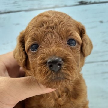 トイプードル(トイ)【千葉県・女の子・2023年7月20日・レッド】の写真「可愛い女の子です🐶8/14UP🙌」