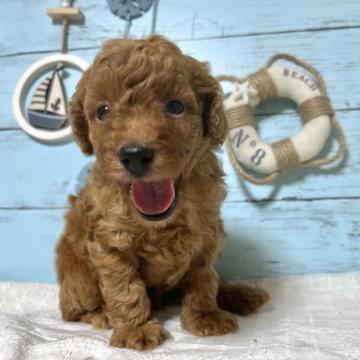 トイプードル(トイ)【千葉県・男の子・2022年7月9日・レッド】の写真「元気な男の子です！🐶」