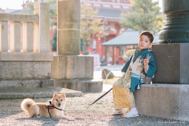 余　密(よ　みつ)ブリーダー(千葉県・柴犬など・JKC登録)の紹介写真1