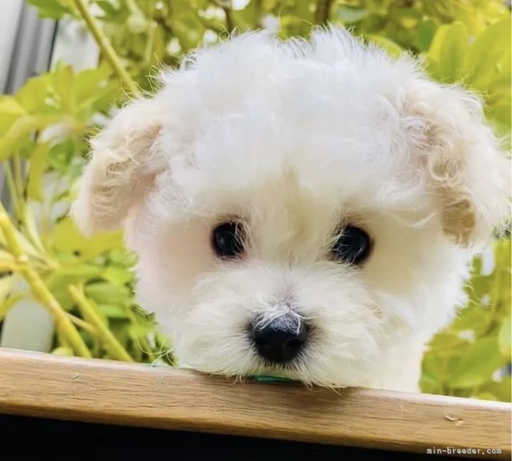 余　密(よ　みつ)ブリーダー(千葉県・柴犬など・JKC登録)の紹介写真5