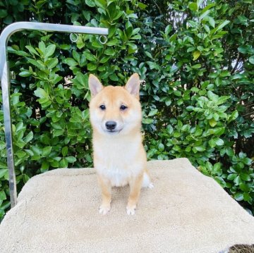 柴犬(豆柴)【千葉県・男の子・2024年8月23日・赤】の写真「可愛い男の子✨👦❤️💙」