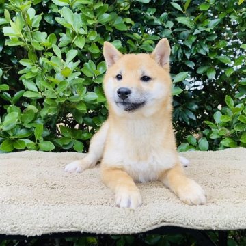 柴犬(豆柴)【千葉県・男の子・2024年10月10日・赤】の写真「可愛い男の子✨💕当日お迎え🆗❤️💙」