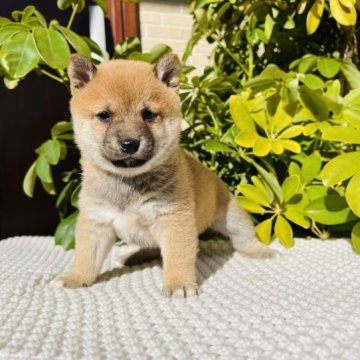 柴犬(豆柴)【千葉県・男の子・2022年12月24日・赤】の写真「かっこいい男の子✨当日迎えOK」