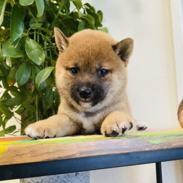 柴犬(豆柴)【千葉県・男の子・2023年6月27日・赤】の写真「可愛い男の子✨」