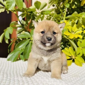 柴犬(豆柴)【千葉県・女の子・2022年12月24日・赤】の写真「両親とも豆柴認定犬で、兄妹の中一番小可愛い女の子💕」