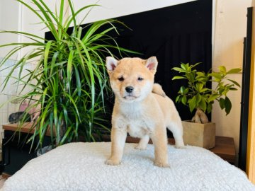 柴犬(豆柴)【千葉県・男の子・2021年11月25日・赤】の写真「両親とも豆柴認定犬、凜々しく可愛い男の子✨」