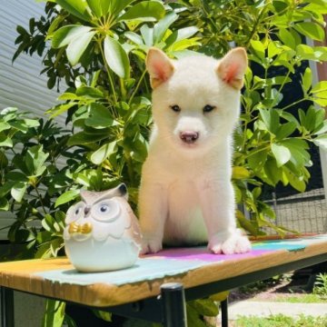 柴犬(豆柴)【千葉県・男の子・2023年5月5日・白】の写真「かっこいい男の子✨」