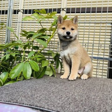 柴犬(豆柴)【千葉県・男の子・2022年12月24日・赤】の写真「両親とも豆柴認定犬で、可愛いイケメン君です」