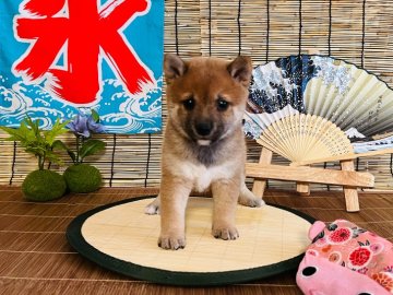 柴犬(豆柴)【千葉県・男の子・2022年6月9日・赤】の写真「両親とも豆柴認定犬で、可愛いイケメン君です」