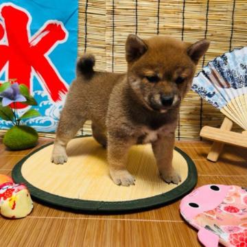 柴犬(豆柴)【千葉県・男の子・2022年6月9日・赤】の写真「両親とも豆柴認定犬で、可愛いイケメン君です」