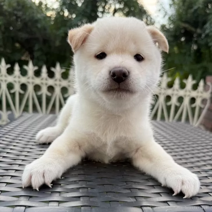 柴犬(標準サイズ)【埼玉県・男の子・2024年9月6日・白】の写真1