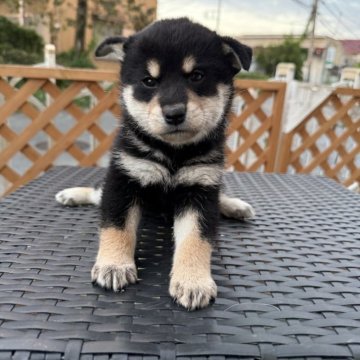 柴犬(標準サイズ)【埼玉県・男の子・2024年9月6日・黒】の写真「可愛い子🩷」