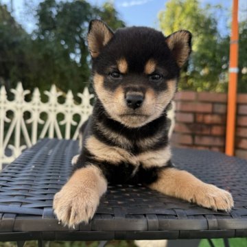 柴犬(標準サイズ)【埼玉県・女の子・2024年9月28日・黒】の写真「おとなしい､可愛い子です！」