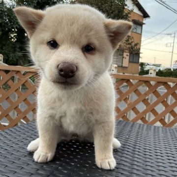 柴犬(標準サイズ)【埼玉県・女の子・2024年9月6日・白】の写真「可愛い子！」