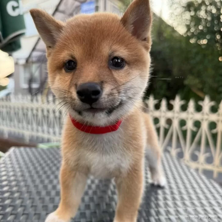 Y.G 様のお迎えした子犬