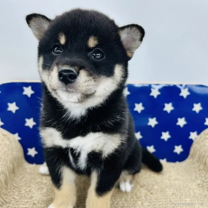 柴犬(標準サイズ)【埼玉県・男の子・2023年4月15日・黒】の写真1