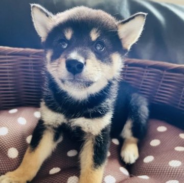 柴犬(標準サイズ)【埼玉県・男の子・2023年4月15日・黒】の写真「元気いっぱい男の子！！」