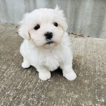 マルチーズ【埼玉県・男の子・2024年3月2日・ホワイト】の写真「おとなしい､人懐っこい子！」