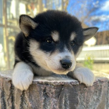 柴犬(標準サイズ)【埼玉県・女の子・2023年12月28日・黒】の写真「おとなしい､可愛い子です❤️」