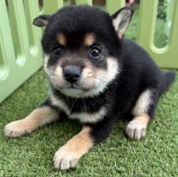 柴犬(豆柴)【埼玉県・男の子・2024年8月17日・黒】の写真「元気いっぱい！」