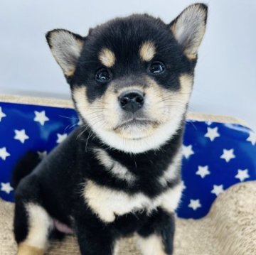 柴犬(標準サイズ)【埼玉県・女の子・2022年12月31日・黒】の写真「可愛い子犬💕」