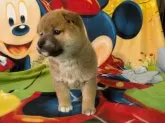 柴犬(標準サイズ)【静岡県・女の子・2024年10月18日・赤】の写真2