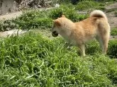 豆柴【福岡県・女の子・2024年9月28日・赤】の写真6