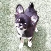チワワ(ロング)