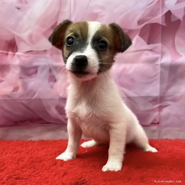 まめたろう 様のお迎えした子犬