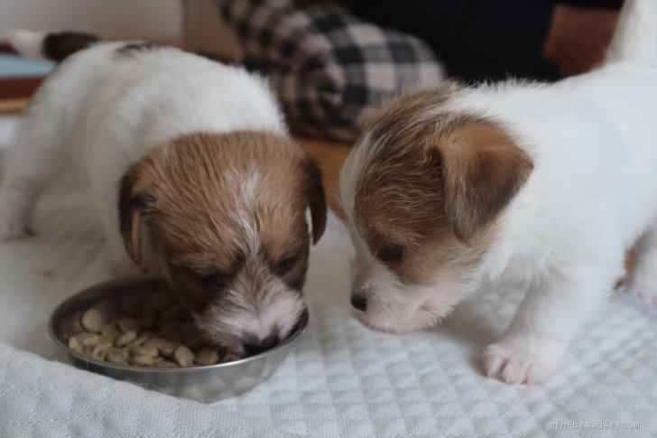 水無瀬厚子ブリーダーのブログ：PUPPYちゃん順調に育っています。