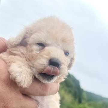 トイプードル(タイニー)【兵庫県・男の子・2024年6月6日・ホワイト】の写真「ほんわか兄弟👬たち♡」