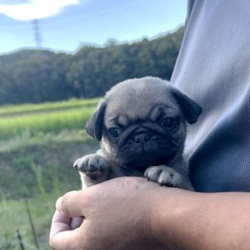 パグ【兵庫県・男の子・2023年6月30日・フォーン】の写真「ズキン君」