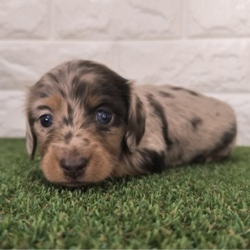 チョコレート系のカニンヘンダックスフンドの子犬を探す｜ブリーダー直販の子犬販売【みんなのブリーダー】