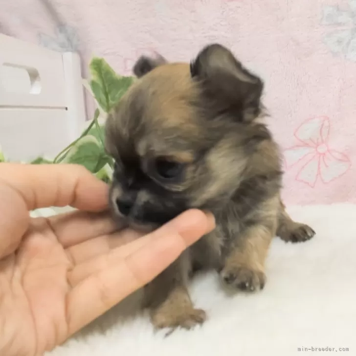 チワワ(ロング)【茨城県・男の子・2023年12月17日・ブラックタン】の写真1「とっても優しい子犬です。」