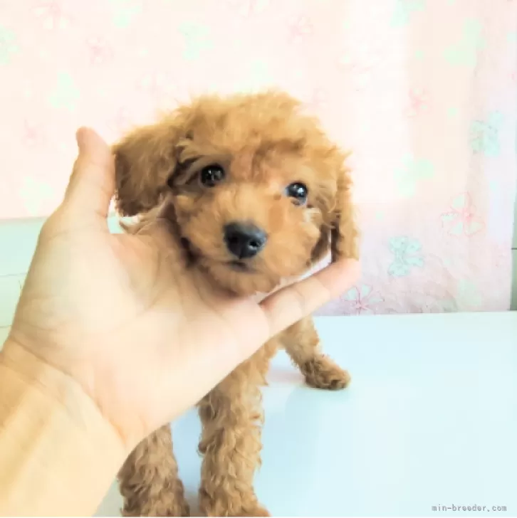 poo 様のお迎えした子犬