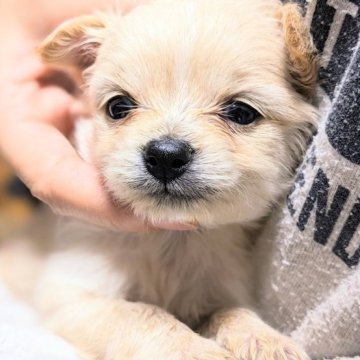 ミックス(マルチーズ×チワワ)【茨城県・男の子・2023年3月3日・クリーム】の写真「とっても優しくかわいい男の子です。」