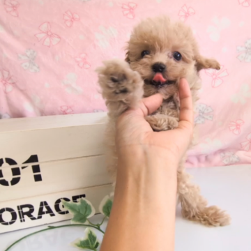 トイプードル(ティーカップ)【茨城県・男の子・2024年6月20日・レッド】の写真「とっても小さくてかわいい男の子です。」