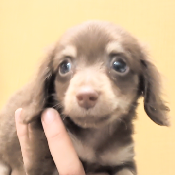 マルックス(マルチーズ×ダックスフンド)【茨城県・男の子・2024年8月10日・チョコタン】の写真「とっても人懐こい男の子です♡」