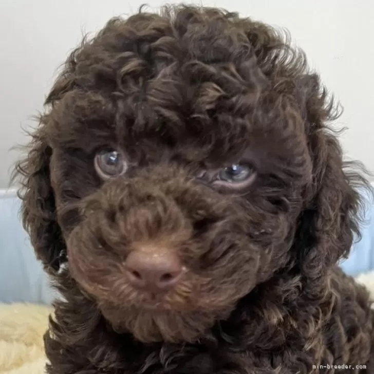 S.O 様のお迎えした子犬