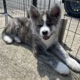 秋田犬