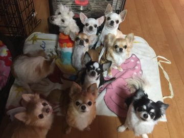 みんなの犬図鑑 栃木県で評判の良いスムースコートチワワのブリーダー紹介