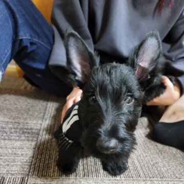 スコティッシュテリア【徳島県・男の子・2024年9月11日・ブラック】の写真「　血統優秀　スコッチらしい骨格👍」