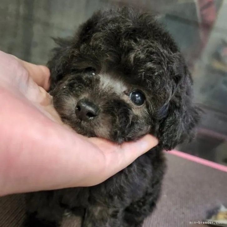 紫季 様のお迎えした子犬