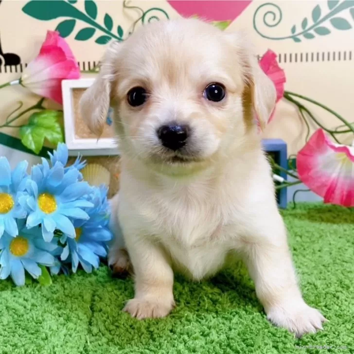 おからドーナツ 様のお迎えした子犬