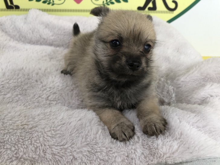 ミニチュアシュナウザー ポメラニアン 栃木県 女の子 18年12月21日 フォーン 柴犬みたいな見た目です みんなのブリーダー 子犬id 1901