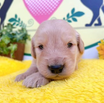 ゴールデンレトリバー【栃木県・男の子・2024年4月8日・ゴールデン】の写真「９頭兄妹です！！！」