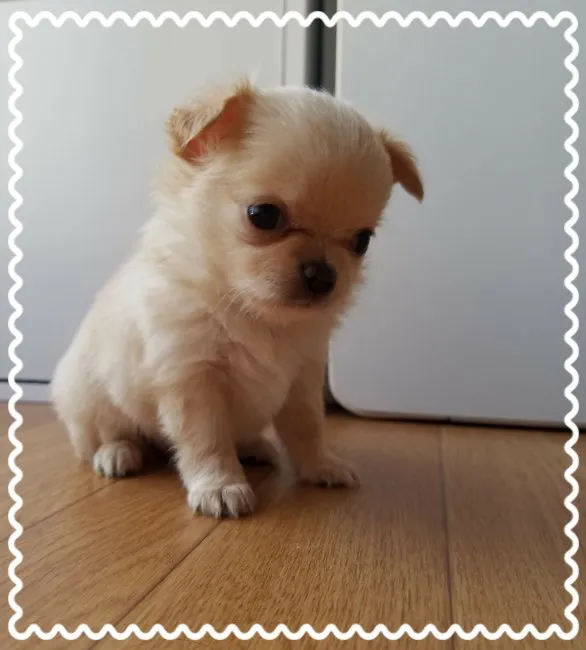 はなちゃん 様のお迎えした子犬